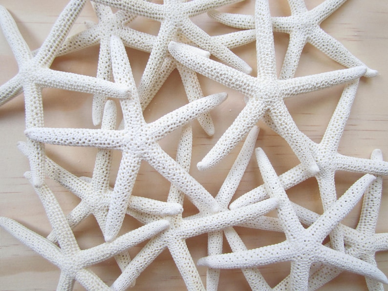 White Finger/Pencil Starfish in Size 4-5Craft Supplies-Wedding Favor-Nautical/Beach Decor-Beach Wedding Decor-White Starfish-Starfish image 1