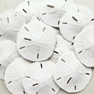 May include: A collection of white sand dollars, a type of sea urchin, arranged in a pile on a light beige surface.