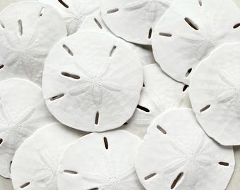 Sand Dollar-1 1/4-1 1/-2"- Beach Wedding Favors-Real Sand Dollar-Sand Dollar Bulk-Beach Wedding Decor-Beach Decoration-Sea Shell Bulk-Shell