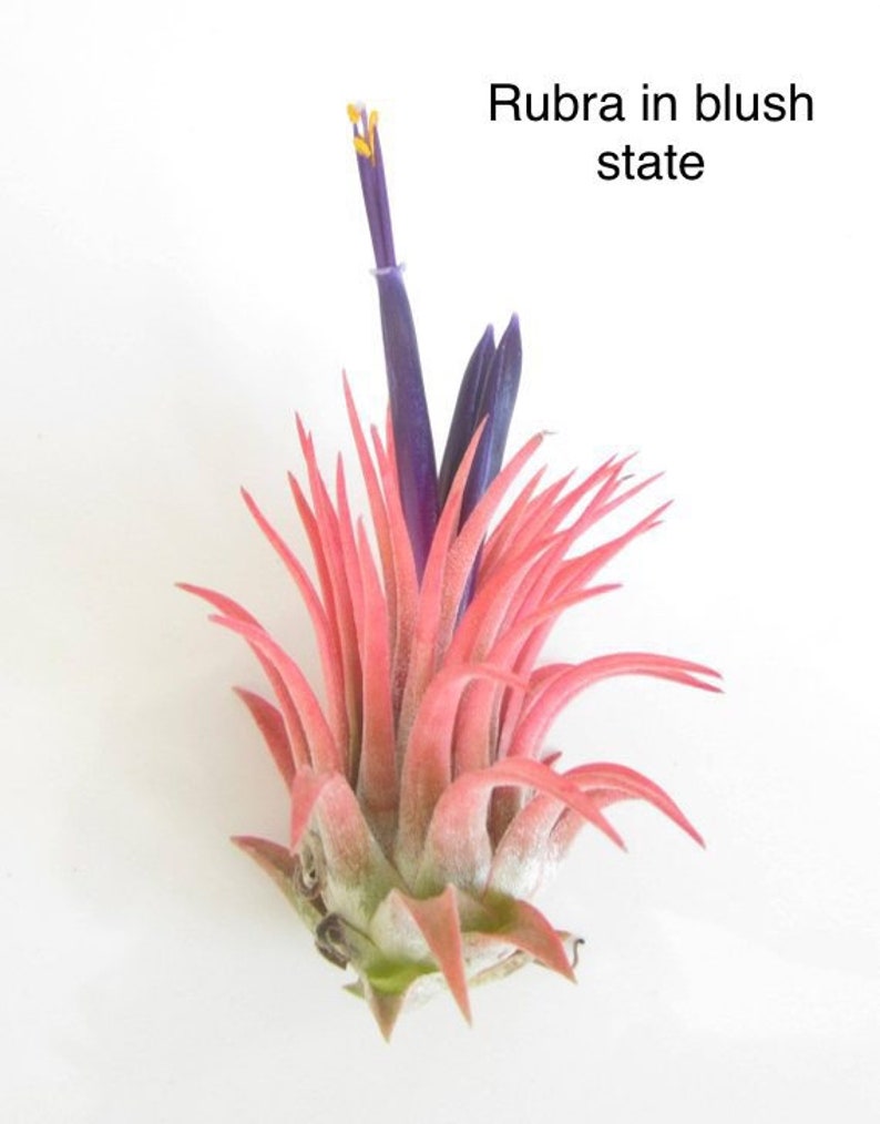 Rubra Air Plant Ionantha Tillandsia Air Plants Terrarium Air Plants Terrarium Beach Wedding Decor Terrarium Plants Air Plants Tillandsia 