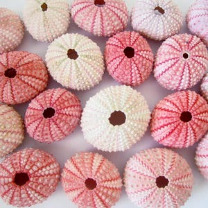 Pink Sea Urchins – 10 Piece Set, Beach Wedding Decor, Seashell Crafts image 2
