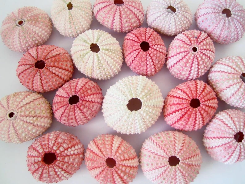 Pink Sea Urchins – 10 Piece Set, Beach Wedding Decor, Seashell Crafts image 2