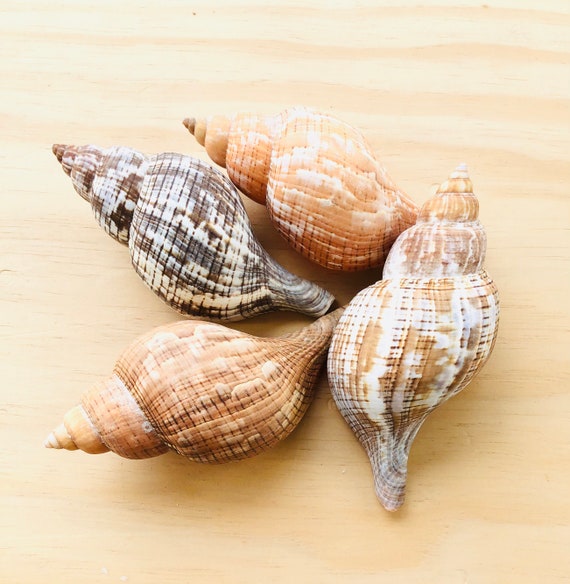 GOLD Giant Apple Snail Shells for Crafting, Craft Shells, Craft Snail  Shell, Shells for Wedding, Shells for Decoration -  Canada