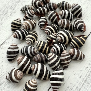 May include: A collection of black and white striped seashells. The shells are arranged in a pile on a white wooden surface.