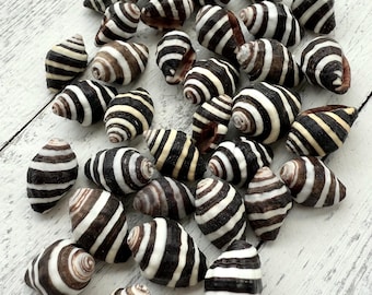 Bumble Bee Seashells, Striped Shells for Beach Decor, Crafting Shells