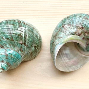 Polished Jade Turbo Shell-3&quot;-3.5&quot;-Sea Shells-Polished Jade Turbo Shell-Collector&#39;s Shells-Turbo Shell-Beach Wedding Decor-Polished Jade