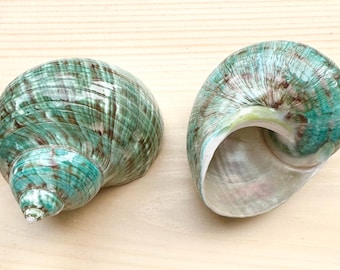 Polished Jade Turbo Shell: Beach Wedding Decor (3-3.5 inch)