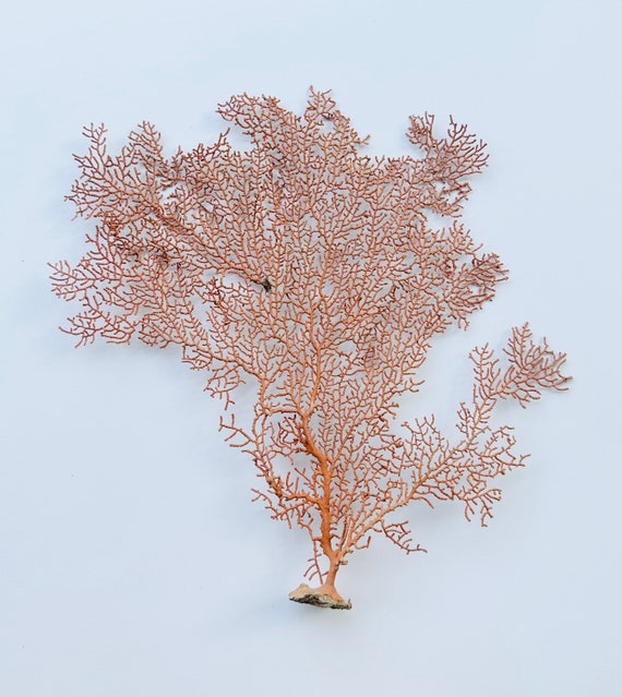 Sea Fan-beach Wedding Decor-red Sea Fan-sea Fan Craft Supplies-sea Life  Bulk-red Sea Fan-beach Home Decor-sea Fan-sea Life-red Sea Fan - Etsy