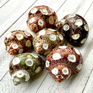 Spotted Turbo Shells-Polished Turbo Shells-Shells for Crafting-Beach Wedding Decor-Shells-Sea Shells-Turbo Shells-Hermit Crab Shells