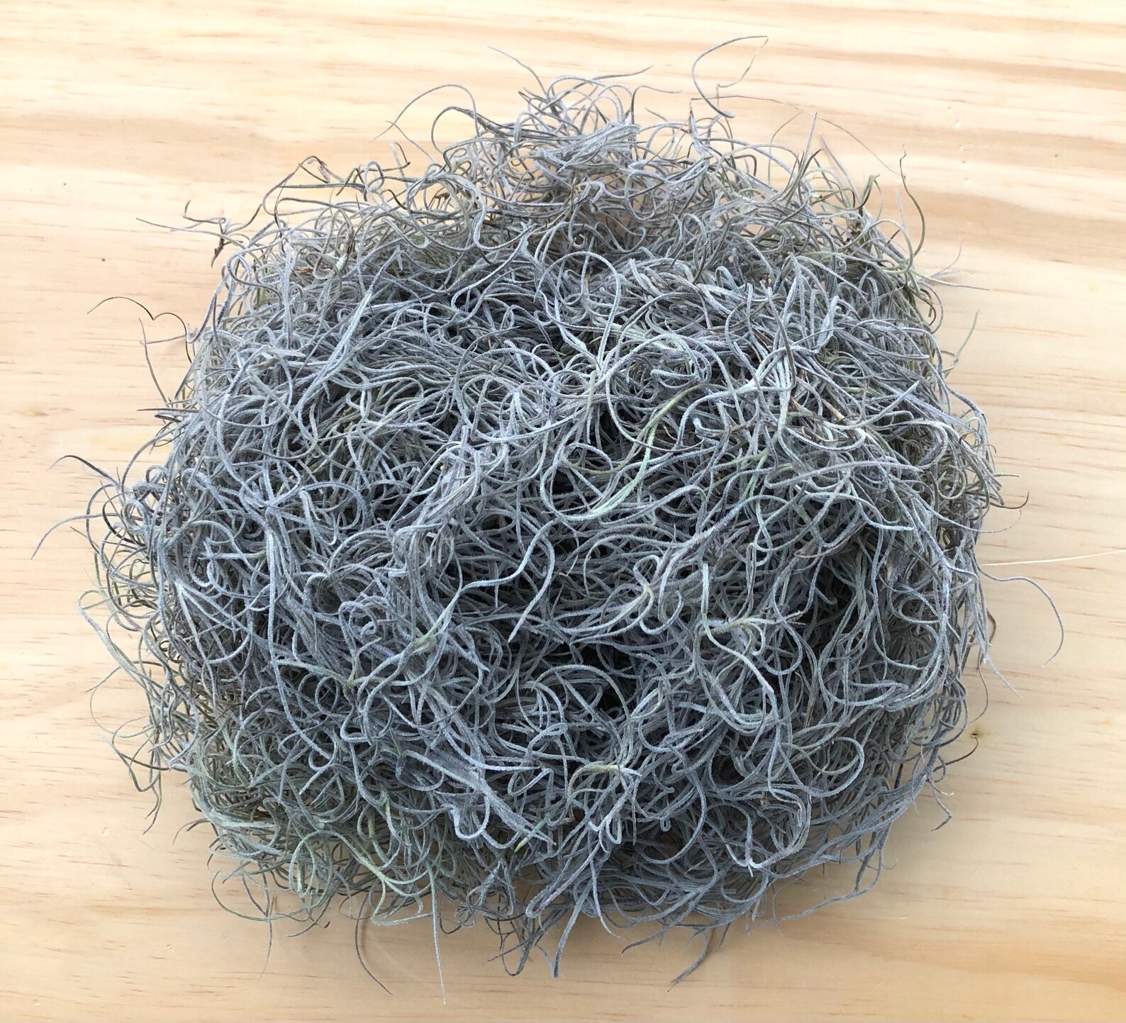 Preserved Spanish Mossdried Spanish Mosssale Preserved Etsy