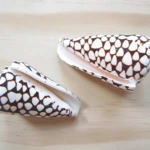 May include: Two cone-shaped seashells with a white background and a black and brown geometric pattern.