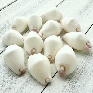 Veracious Calprunis Shells-Wart Cowrie Shells-Beach Wedding Decor-Sea Shells-Beach Home Decor-Sea Shells Bulk-White Shells-Crafting Supplies