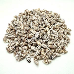 May include: A large pile of small, white seashells with brown markings. The shells are cone-shaped and have a smooth, glossy finish.