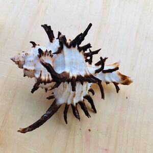 Murex Endiva Long Spine Shell-1 Piece-murex-sea Shells for Crafting ...