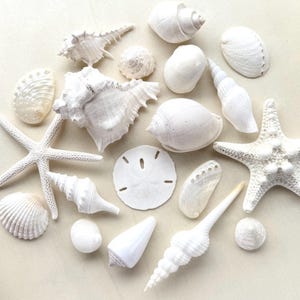 May include: An assortment of white seashells and starfish are arranged on a light-colored surface. The collection includes various shapes and sizes, such as conch shells, spiral shells, and a sand dollar. The arrangement evokes a coastal or beach theme.