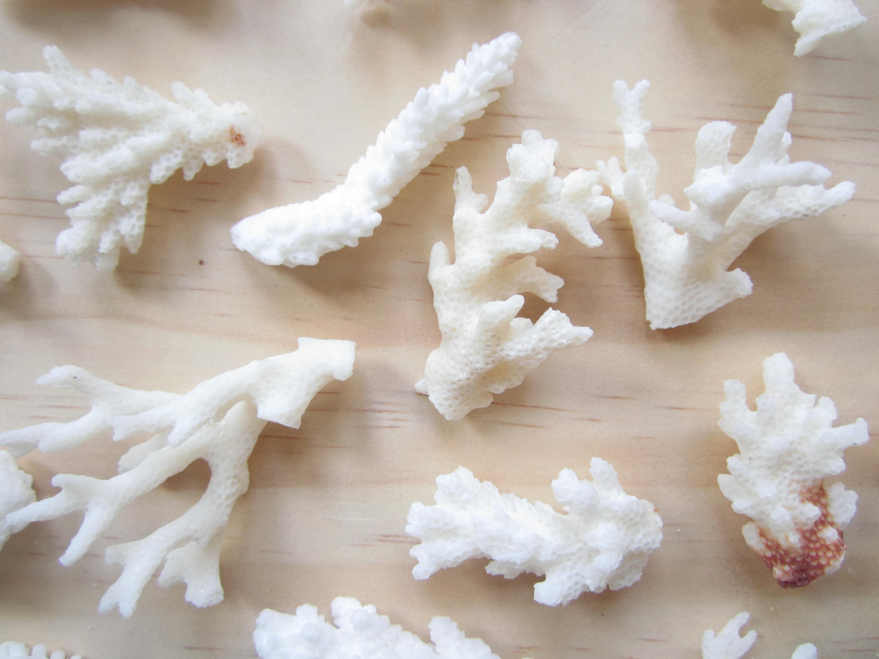 pieces of coral for sale pieces of coral for sale