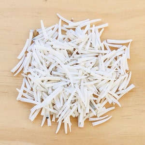 May include: A large pile of white, thin, and long seashells. The shells are arranged in a random pattern and are all about the same size.
