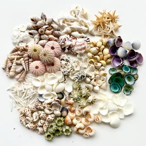 May include: A collection of seashells in various shapes, sizes, and colors, including white, pink, brown, green, and purple. The shells are arranged in a circle on a white background.