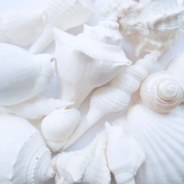 White Sea Shell Mix Beach Wedding Decor Sea Shells Bulk Bag Of Shells Beach Craft Supplies Assorted Seashell Mix-White Seashells Assortment