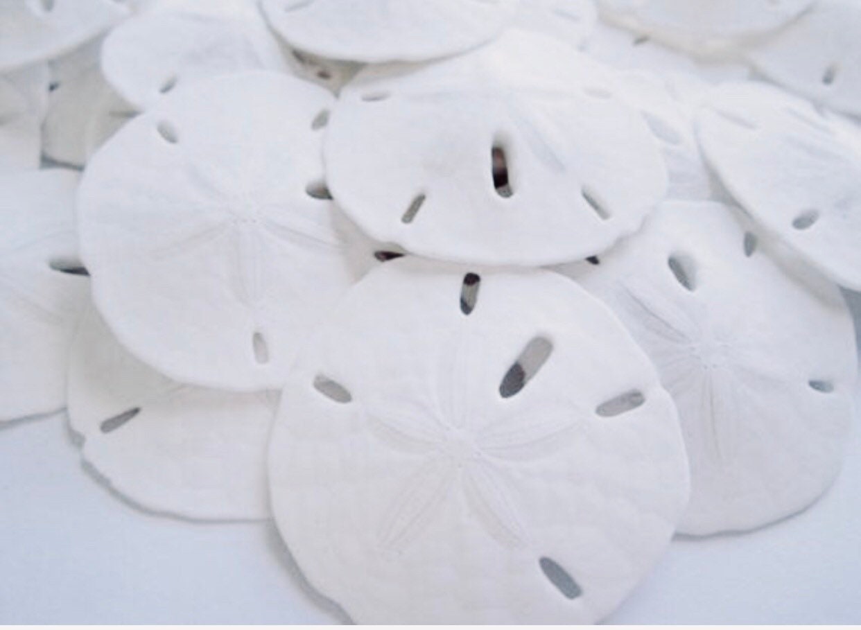 Sand dollars 20mm 100 pieces 