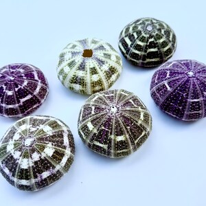 May include: Six sea urchin shells with a purple and white patterned design. The shells are arranged in a circle on a white background.