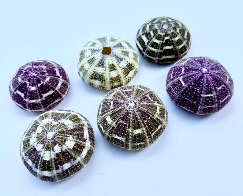 May include: Six sea urchin shells with a purple and white patterned design. The shells are arranged in a circle on a white background.