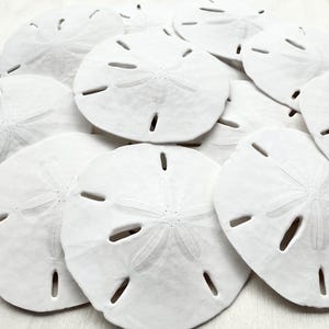 Sand Dollars - 2.5-3&quot;-10 Pieces-White Sand Dollars-Real Florida Sand Dollars-Beach Wedding Decor-Wedding Favors-Wedding Shells-Sand Dollar