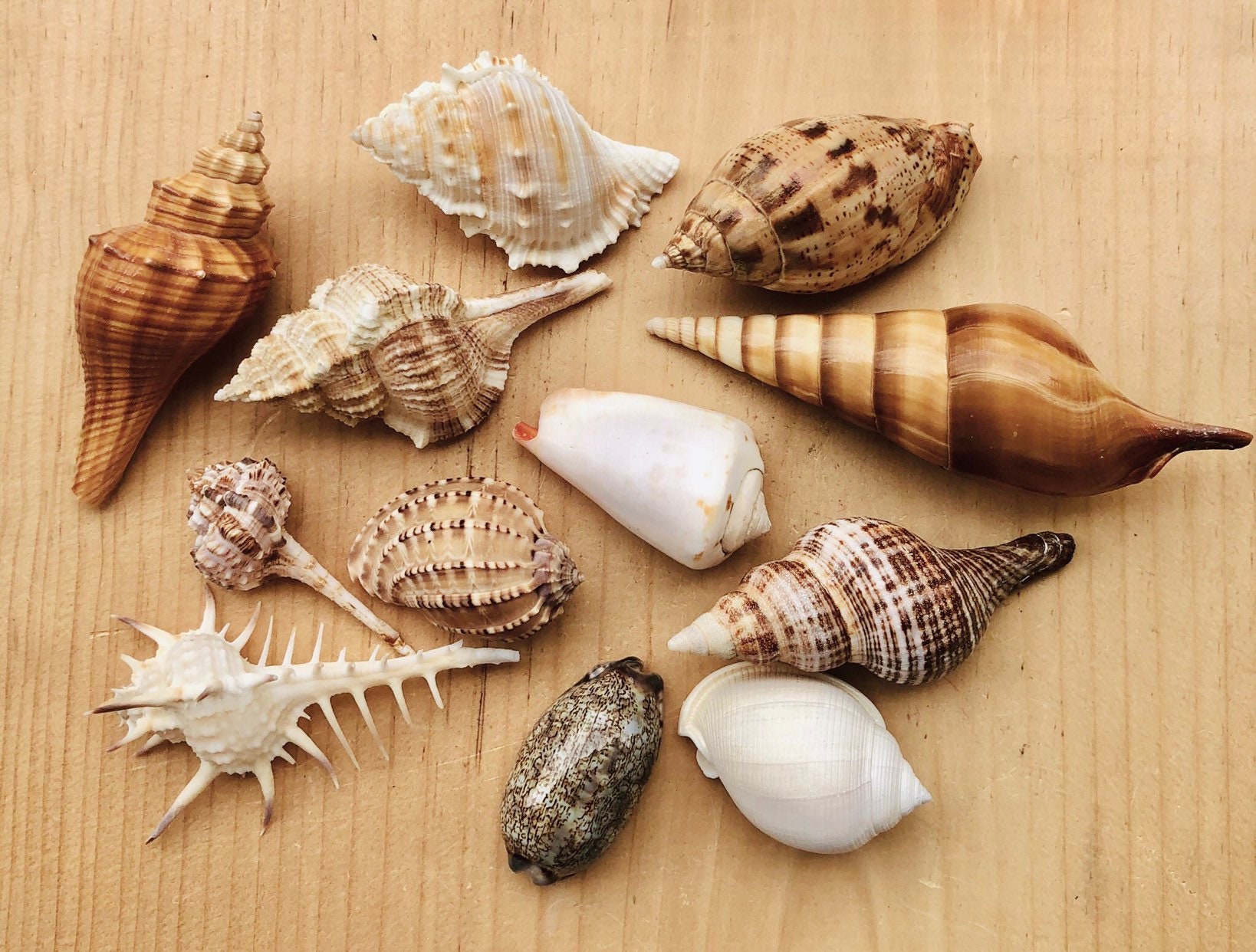 Sea Shells for Decorating Crafting Mixed Beach Natural Seashells for DIY  Crafts Home Mermaid Christmas Decorations Beach Theme Party Wedding Decor