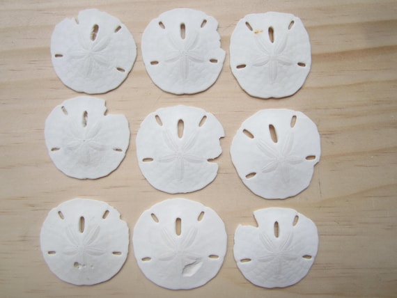 Sand Dollars-discounted-damaged-50 Pieces-sand Dollars Bulk-beach