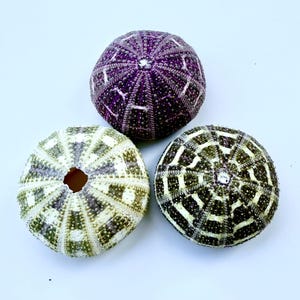 May include: Three sea urchin shells with a geometric pattern. The shells are purple, green, and white.