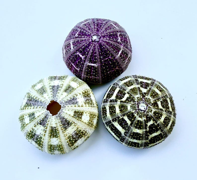 May include: Three sea urchin shells with a geometric pattern. The shells are purple, green, and white.