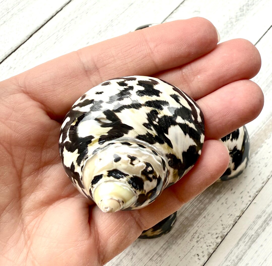 Magpie Shells Magpie Turbo Shell: Black and White Sea Shell (2-2.5