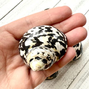 May include: A polished seashell with a speckled pattern of black and cream. The shell has a rounded shape with a spiral opening. The surface is smooth and glossy, with natural variations in color and texture. The shell is a natural decorative item.