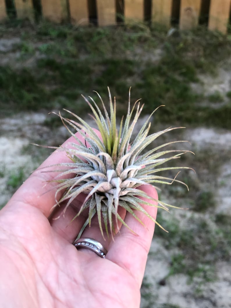 Ionantha Guatemala AKA Air Plant Tillandsia Air Plants Terrarium Supplies Home Decor Beach Wedding Decor Terrarium Plants Air Plants image 5