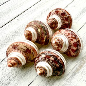 Banded Tapestry Turbo Shells-Polished Turbo Shells-Shells for Crafting-Beach Wedding Decor-Shells-Sea Shells-Turbo Shells-Hermit Crab Shells