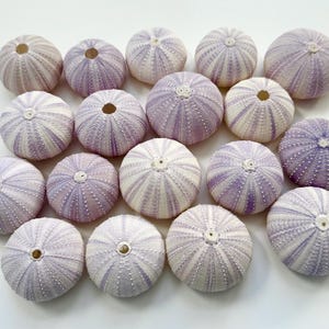 Oursins violets - Décoration de mariage sur la plage en vrac - Oursins violets en vrac - Sea Life Supplies-Air plantes coquillages-oursins-oursins