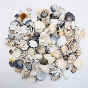 Small Seashell Mix-0.25&quot;-1.5&quot;-Assorted Seashells-Sea Shells Bulk-Sea Shells for Crafts-Home Decor-Terrarium Supplies-Sea Shells-Small Shells