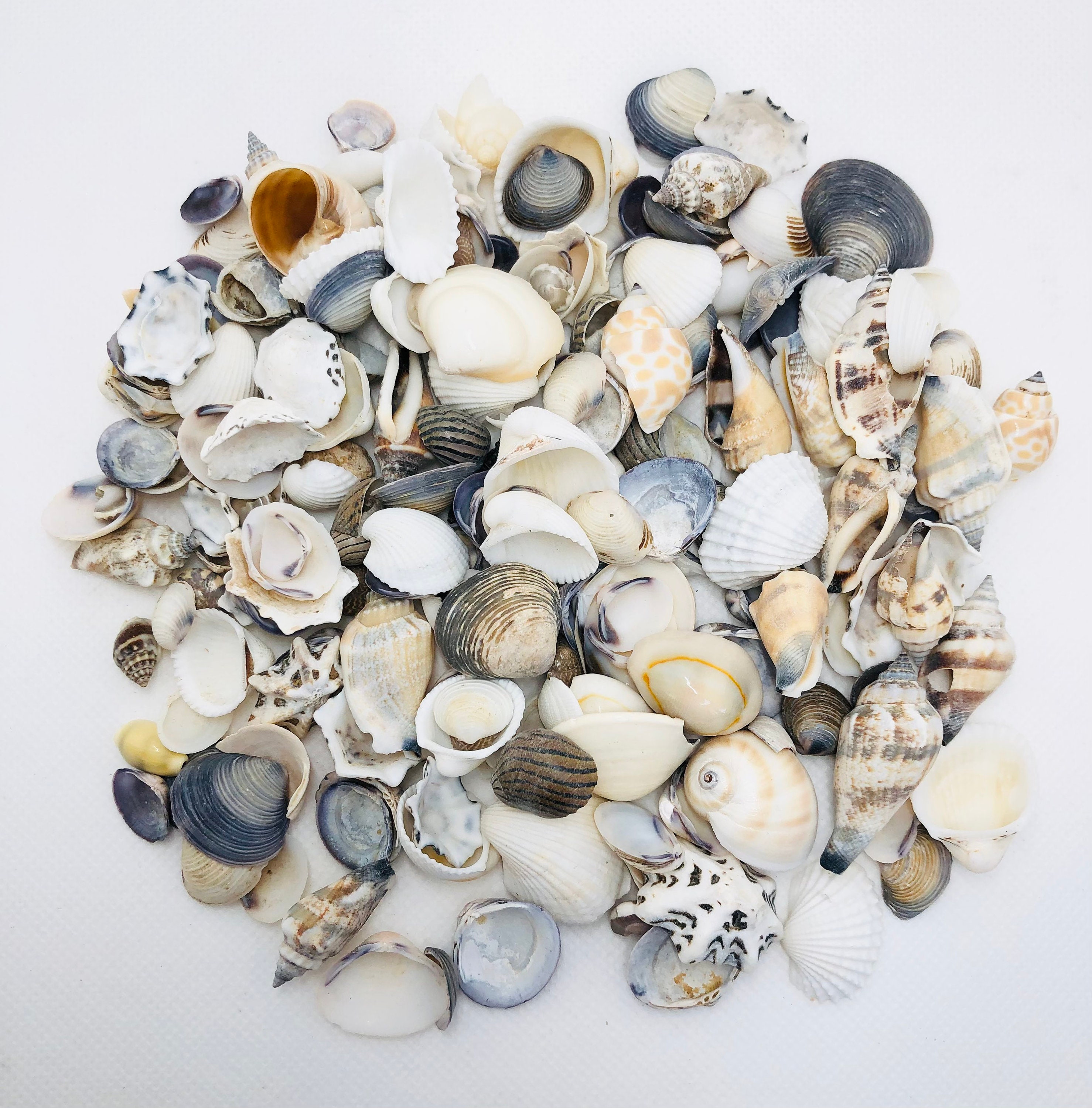 Small Shells for Crafts, Jewelry, Terrarium, Art Collectors Shells