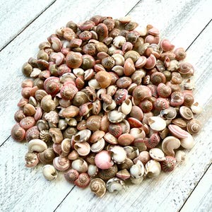 Pink Umbonium Seashells: Small Crafting Shells, Vase Fillers image 4