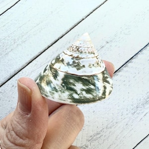 May include: A green and white seashell with a pointed top and a swirling pattern. The shell is smooth and glossy.