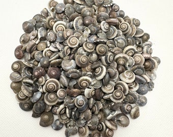 May include: A large pile of small, gray and white seashells with a spiral pattern. The shells are arranged in a random pattern and are all about the same size.