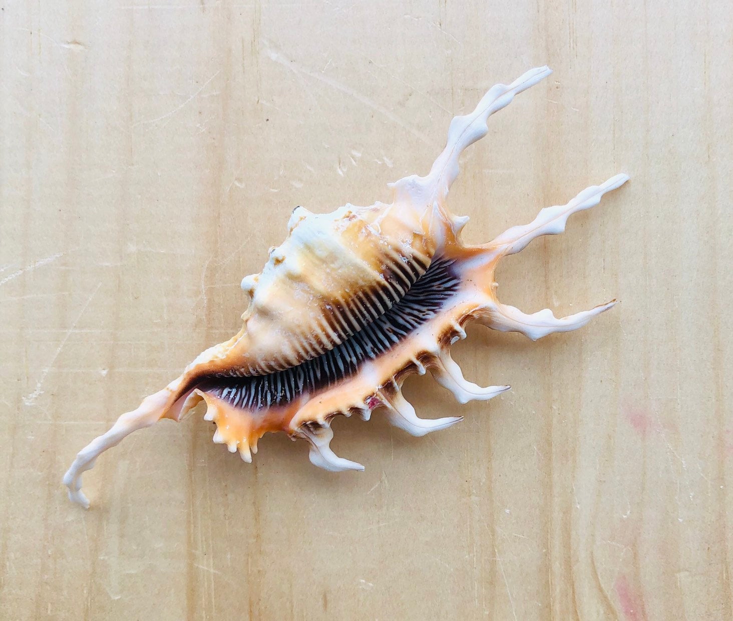 Lambis Scorpio Seashell: Scorpion Conch for Crafting & Decor - Etsy
