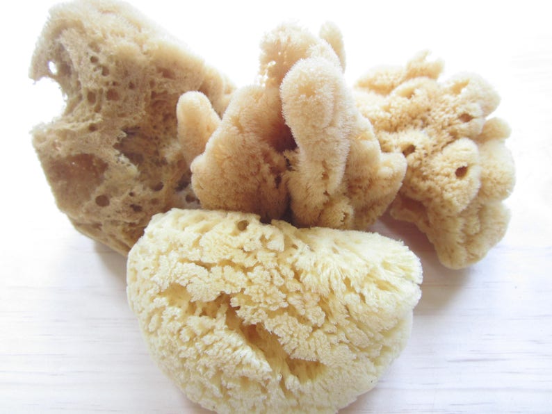 Silk Bath Cut Sponges341 PieceNatural Sea Etsy