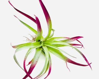 Enhanced Capitata Magenta-Air Plant-Magenta Air Plant-Live Plants-Bright Colored Air Plants-Tillandsia-Terrarium Plants-Home Decor