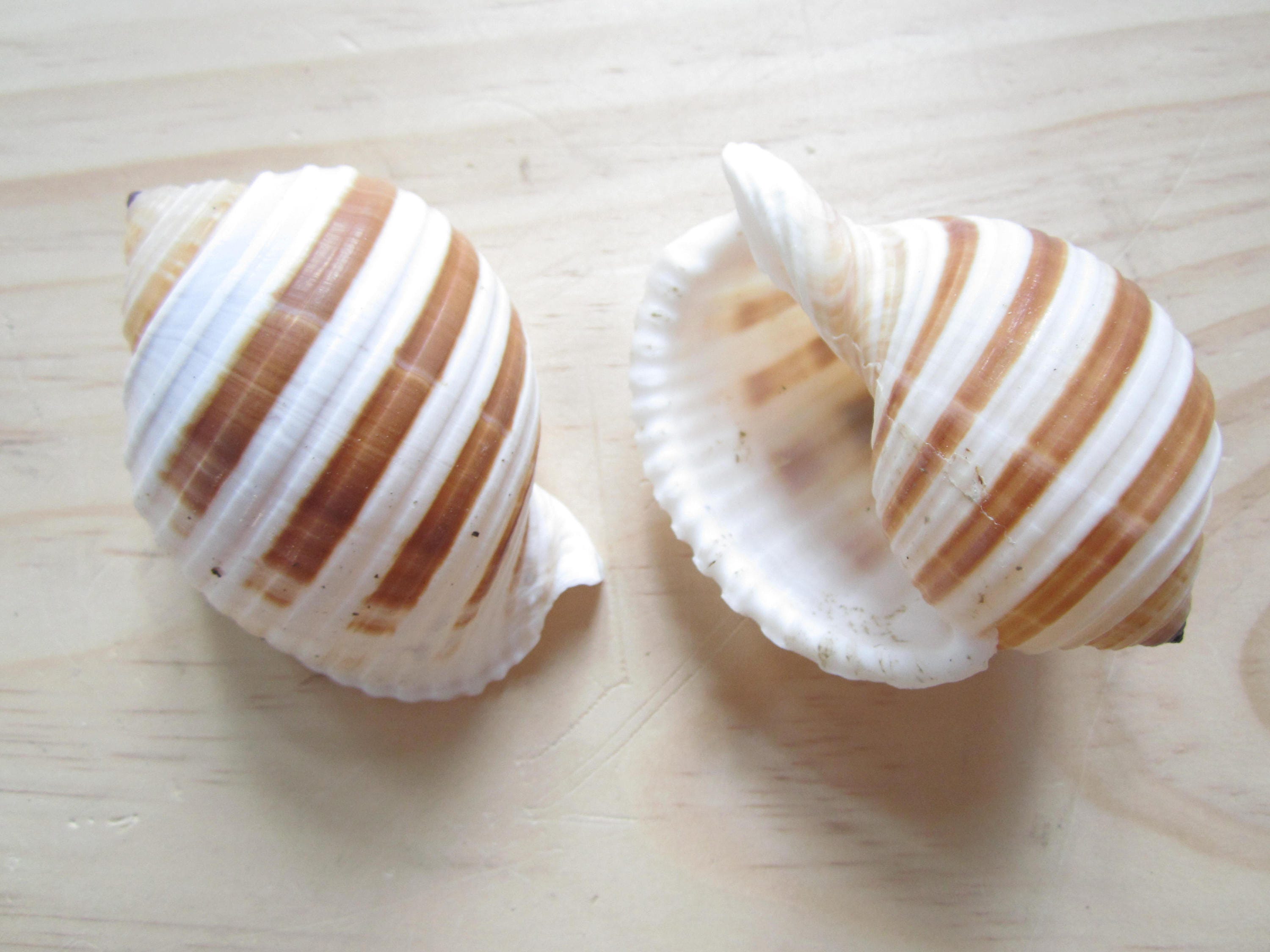 Pink Umbonium Seashells-Small Sea Shells Supplies-Botton Top Shells-Shell  Vase Fillers-Crafting Shells-Pink Sea Shells