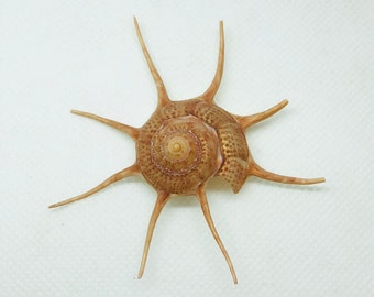 Guildfordia Yoka Shell-Rare Sea Shells-Unique Sea Shells-Collector’s Shells-Home Decor-Beach Decor-Nautical Decor-Sea Shells