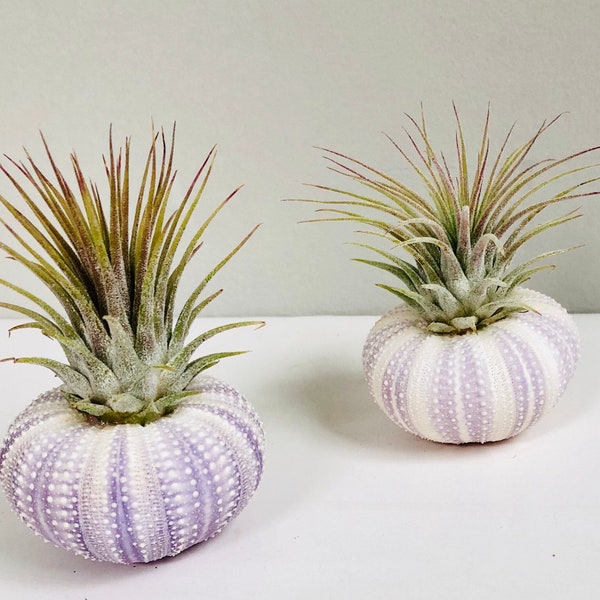 Purple Sea Urchin Air Plant Holder: Tillandsia Terrarium