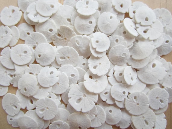 Sand Dollar Doves - Sand Dollar - Craft Supply - Beach Wedding