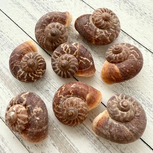 Hermit Crab Shell-2 Pc-Snail Shells-Crafting Shells-Natural Sea Shells-Shells-Brown Shells-Sea Shells Bulk-Wedding Decor-Beach Home Decor