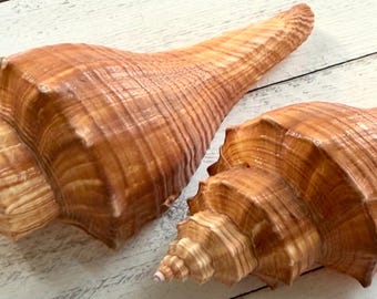 Hemifusus Shells: Brown Sea Shells for Beach Wedding Decor - Etsy